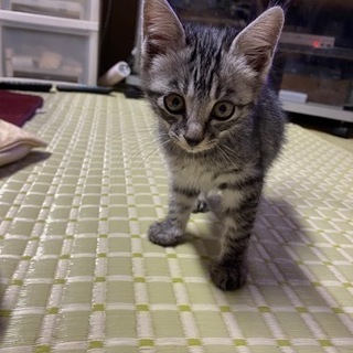 新しい家族決まりました🥺❤️ありがとうございました！！ - 稲敷市