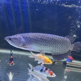 ノーザンバラムンディ