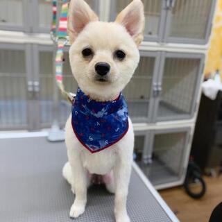 犬友達