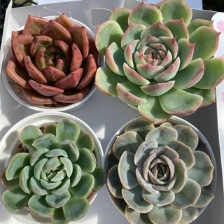 韓国苗❤️大苗セット