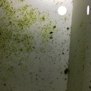 オオミジンコ メダカの餌
