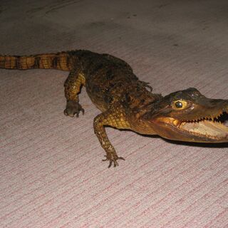 ワニのはく製