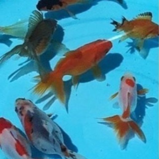 金魚、和金、錦鯉(小)引き取ります