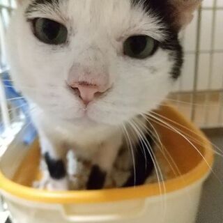 相棒猫と里子に出ました！食いしん坊な牛柄おじさん　推定４才