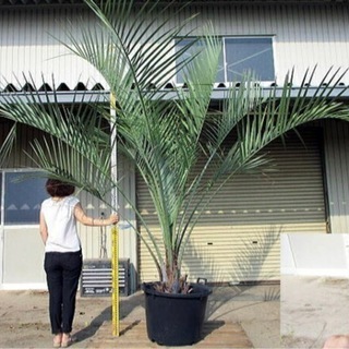 ココスヤシ 耐寒性ヤシ 全高2.3-2.5m