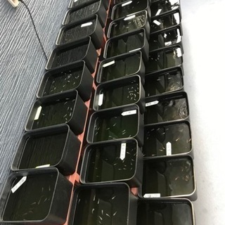 改良メダカの画像