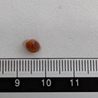 レッドラムズホーン(子供)10匹セットの画像