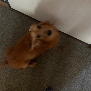 【ミニチュアダックス】やむを得ない事情につき緊急で探してます。 ...