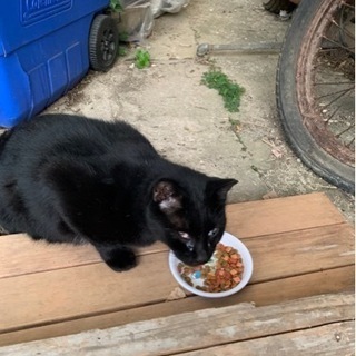 黒猫ちゃん里親募集（仮称ちび）