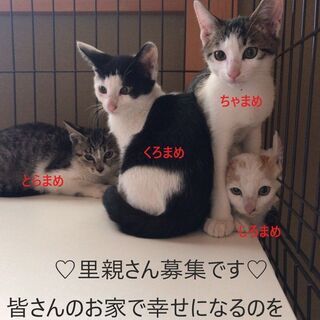 四兄弟仲良しちゃん♡