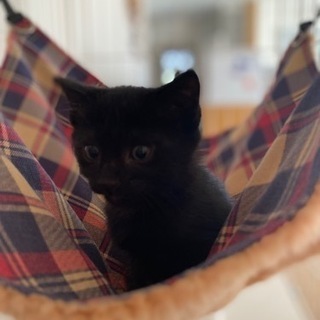 里親様決定しました　生後約2ヶ月弱　黒猫ちゃん　