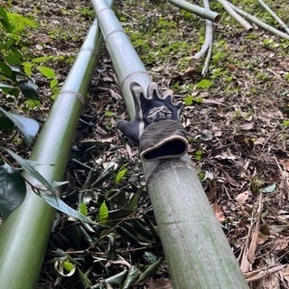 まっすぐな竹