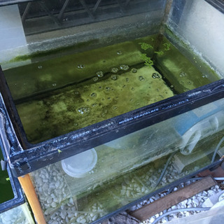 ガラス水槽  45×60×(H)45cm