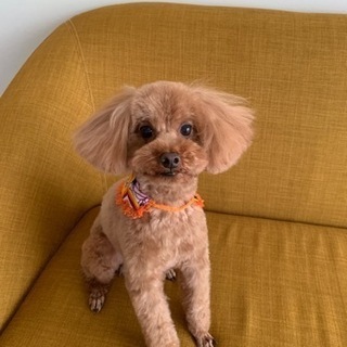 犬友募集です