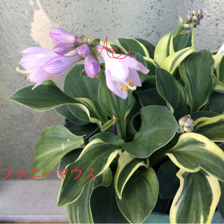 ギボウシ　ファニーマウス