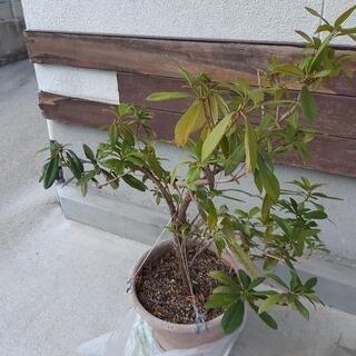 植木がいる方いませんか？の画像