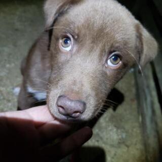 イギリスの少年みたいな子犬