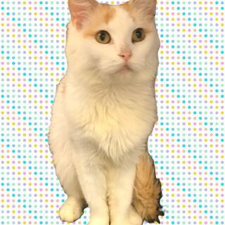 マンチカン　成猫　●●●本文をよくご覧下さいませ。 ●●●　アゴはネコの画像