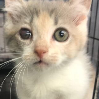 キンカロー　子猫　●●●本文をよくご覧下さいませ。 ●●●　アゴはネコの画像