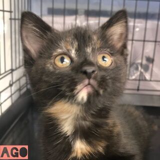 マンチカントーティ　　子猫　●●●本文をよくご覧下さいませ。 ●●●　アゴはネコの画像