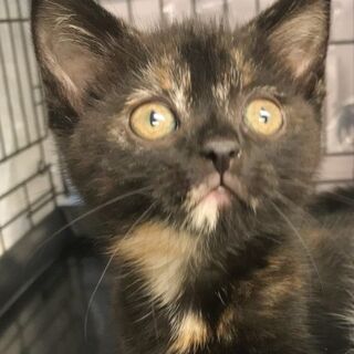 マンチカントーティ　　子猫　●●●本文をよくご覧下さいませ。 ●●●　アゴはネコ - 渋谷区