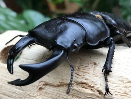 久留米産オオクワガタペア