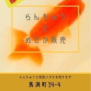 らんちゅうと改良めだかの販売します！