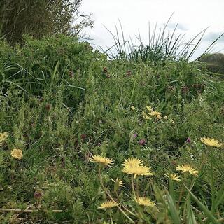 近くにお住まいの方お友達になりませんか？🌼