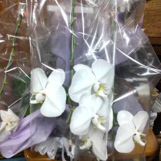 花残り少ない胡蝶蘭(値下げ)