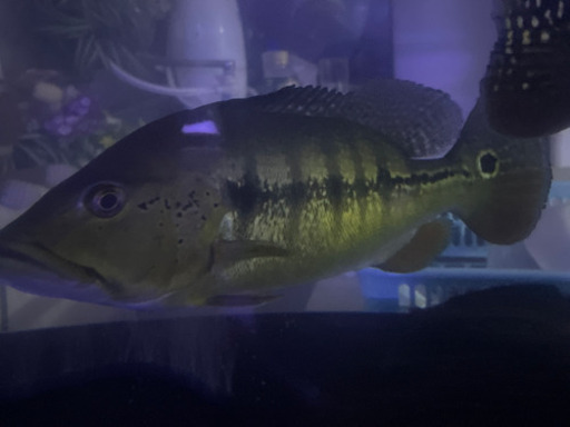 キクラメラニアエ　ワイルド　約32cm