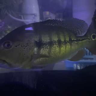 キクラメラニアエ　ワイルド　約32cm
