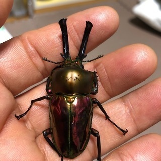 ニジイロ♂と同居済み　♀3頭