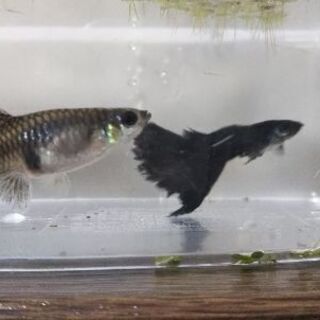 フルブラックグッピー稚魚 10匹の画像
