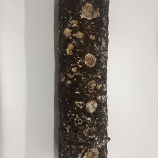 USEDシイタケ菌床　まだシイタケが出る中古菌床