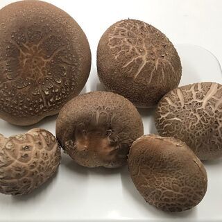 USEDシイタケ菌床　まだシイタケが出る中古菌床の画像