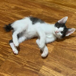 生後2ヶ月の保護兄弟姉妹仔猫