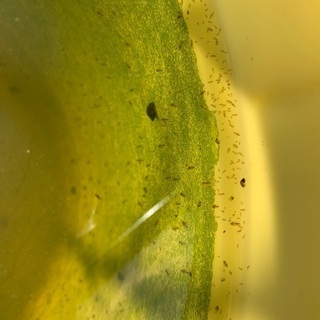 ミジンコ増やしてみませんか？の画像