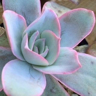 観葉植物　エケベリア・カンテ　多肉植物の画像