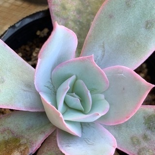 観葉植物　エケベリア・カンテ　多肉植物の画像