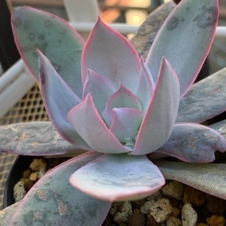 観葉植物　エケベリア・カンテ　多肉植物の画像