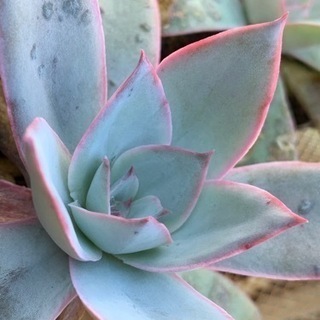 観葉植物　エケベリア・カンテ　多肉植物の画像