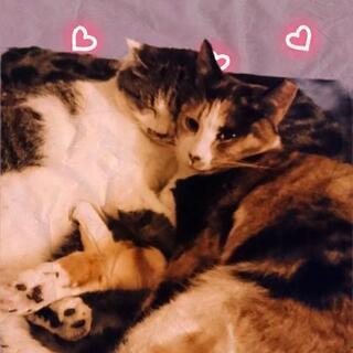 ***【 迷い猫さんのお手伝い 】***