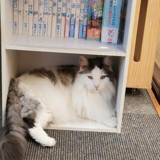 アミパ名取の猫カフェ行きませんか？