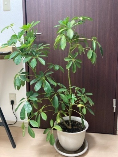 カポック　パキラ　観葉植物　2つで2000円