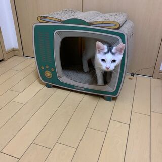ブルーアイの美人さん　6か月女の子 - 猫