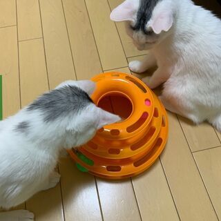 ブルーアイの美人さん　6か月女の子 − 神奈川県