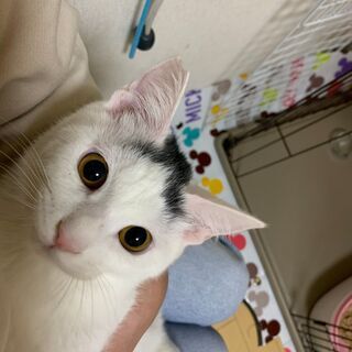 長ーいまっすぐなしっぽ　6か月男の子アキラ