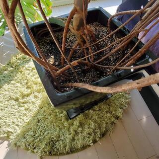 巨大モンステラ