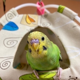 セキセイインコ探してます − 福島県
