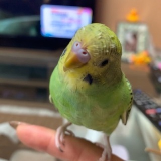 セキセイインコ探してます - 伊達市